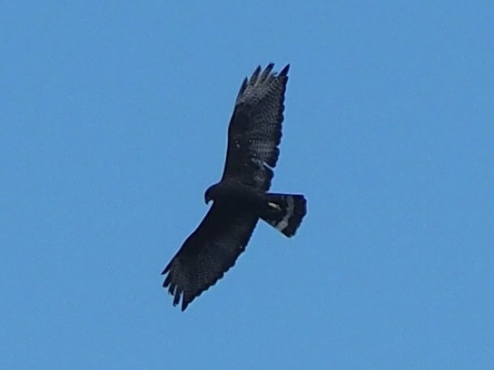 Zone-tailed Hawk - Maya Heubner