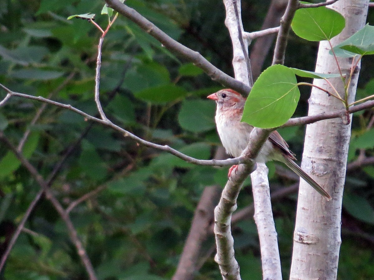 Field Sparrow - ML61601451