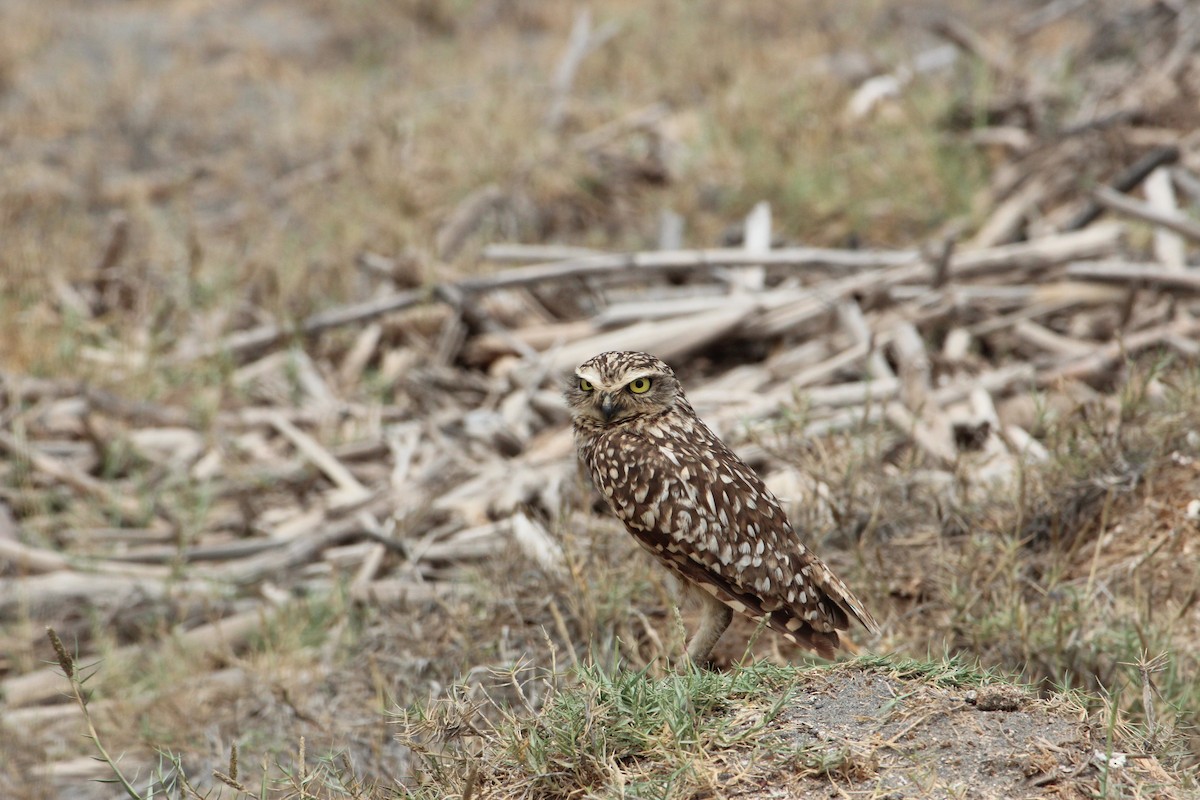 Burrowing Owl - ML616014616