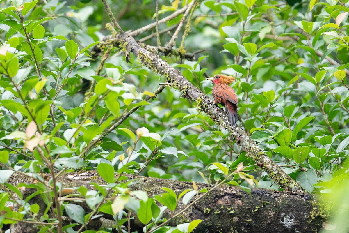 Chestnut-colored Woodpecker - Stephon Sterns