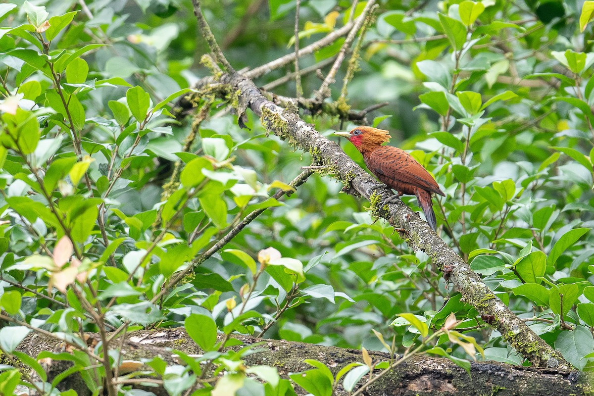 Chestnut-colored Woodpecker - ML616014660