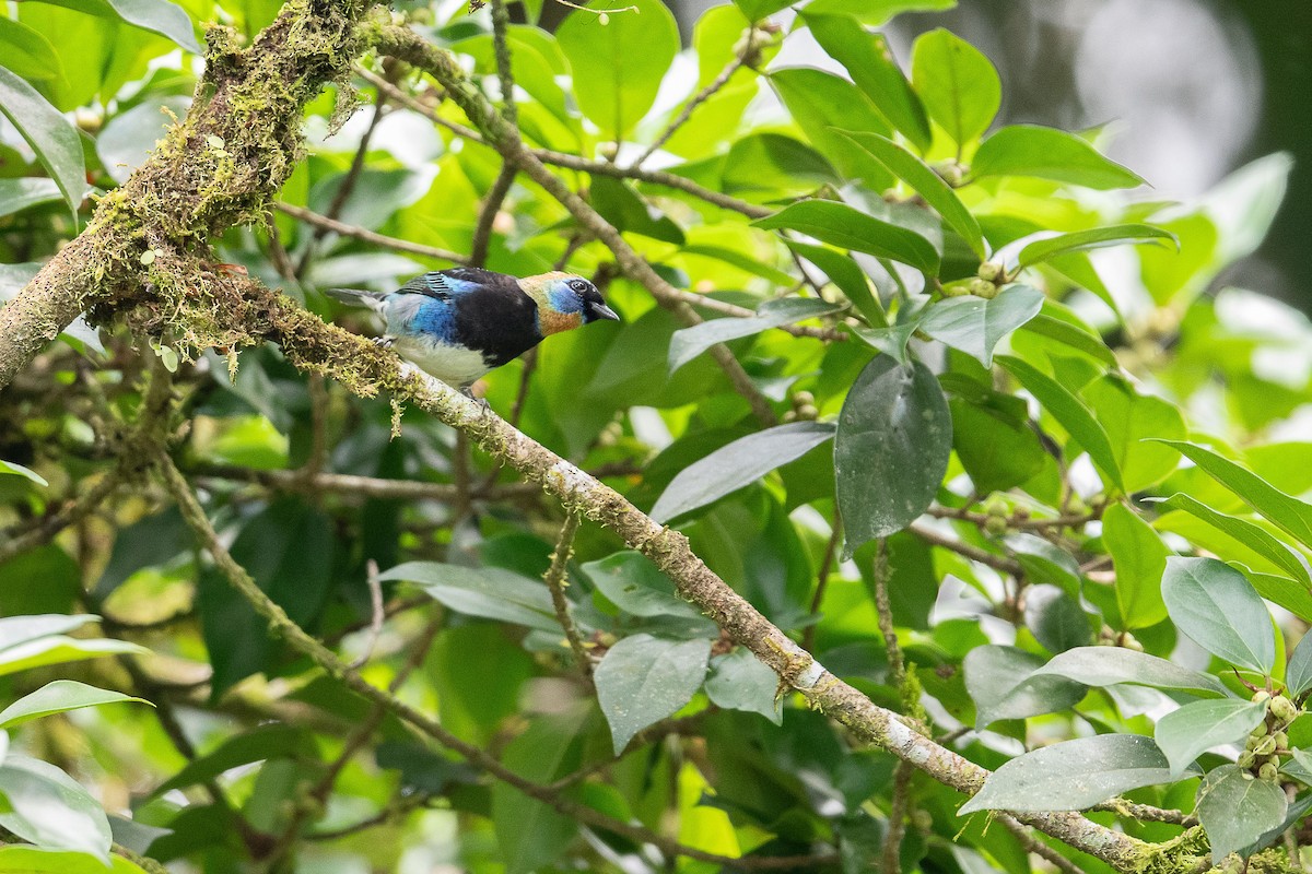 Golden-hooded Tanager - Stephon Sterns