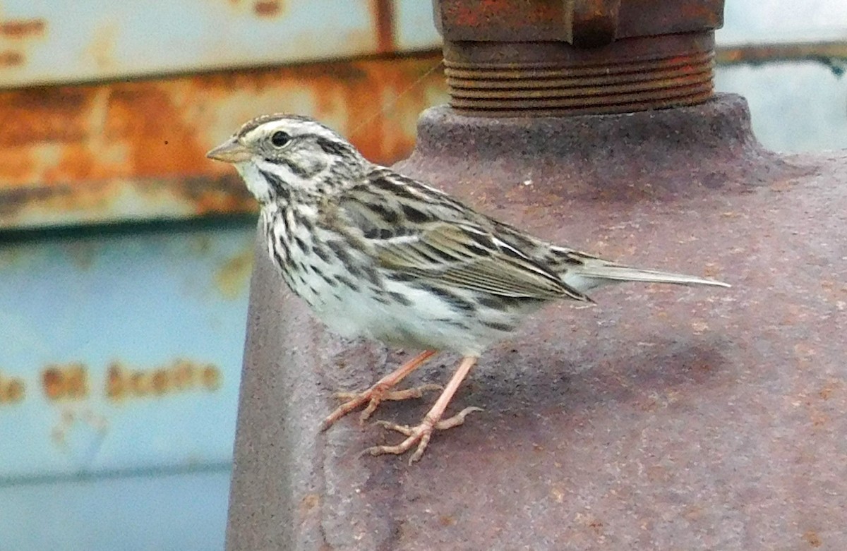 Savannah Sparrow - ML616014822