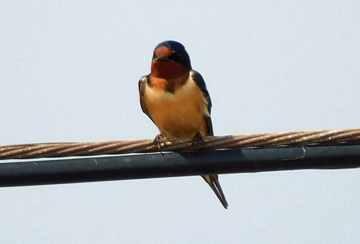 Barn Swallow - ML616014824