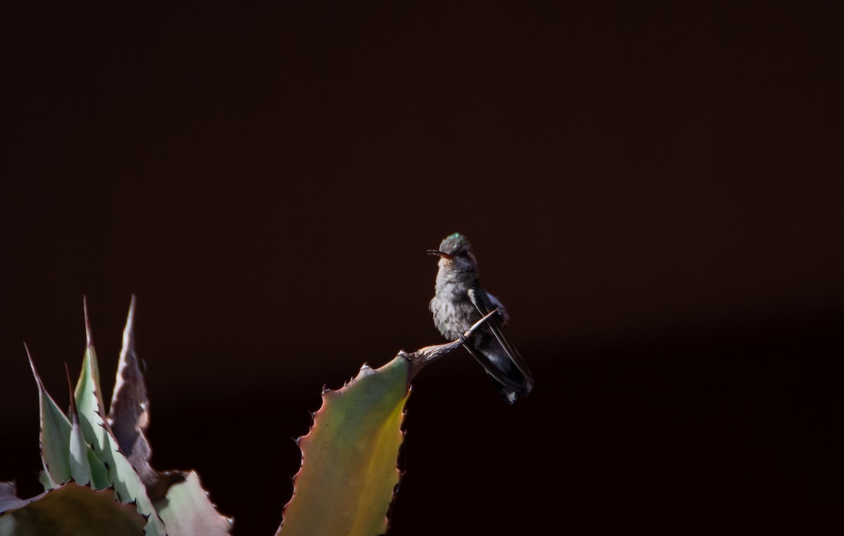 kolibřík širokozobý - ML616014886