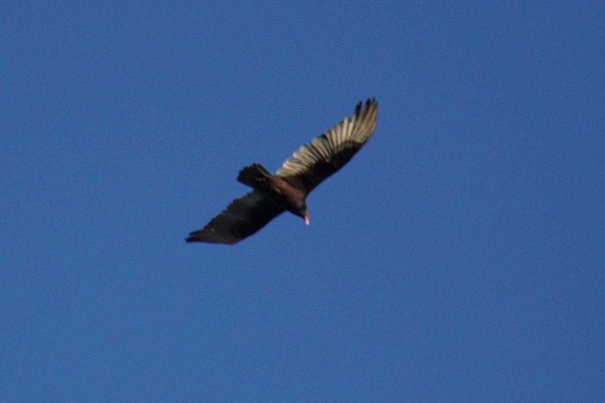 Turkey Vulture - ML616014914