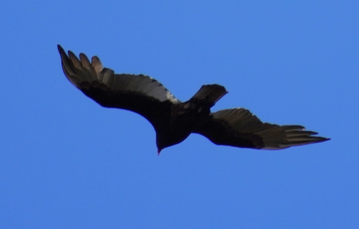 Turkey Vulture - ML616014916