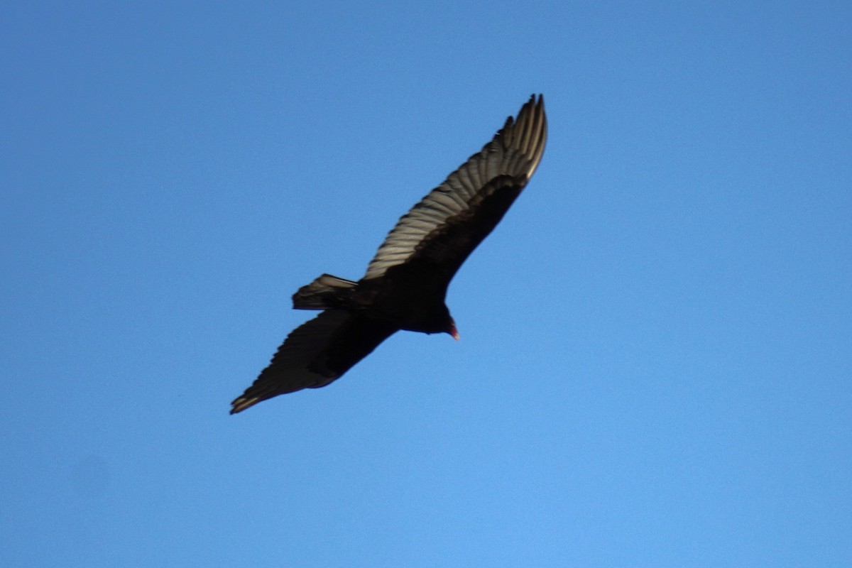 Turkey Vulture - ML616014917