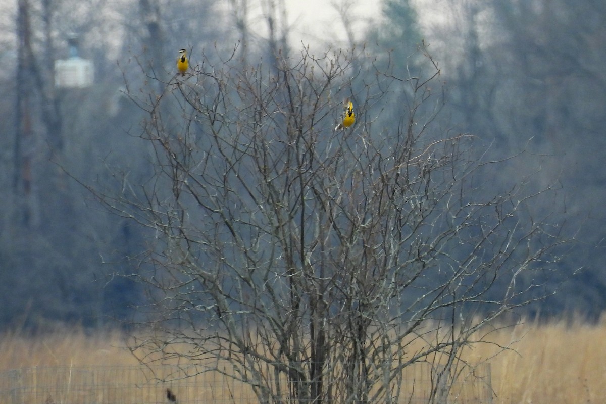 Eastern Meadowlark - Nancy Buis