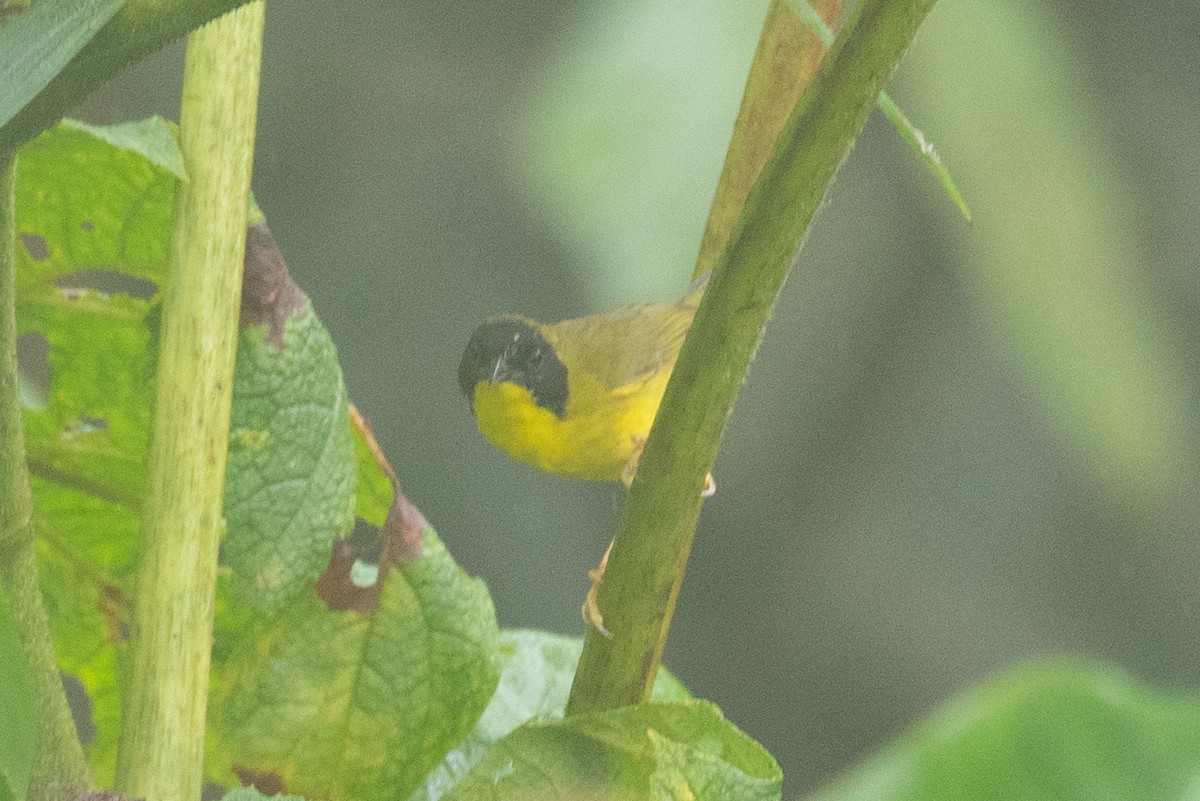 Olive-crowned Yellowthroat (Olive-crowned) - ML616015108