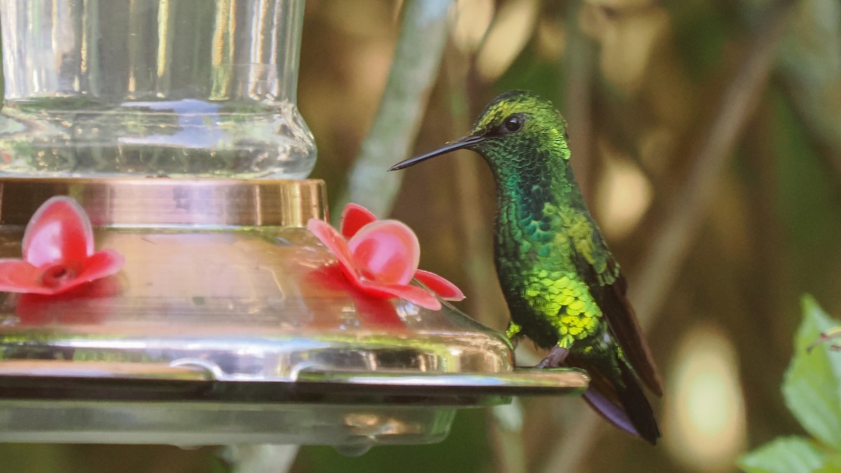 kolibřík blýskavý - ML616015179