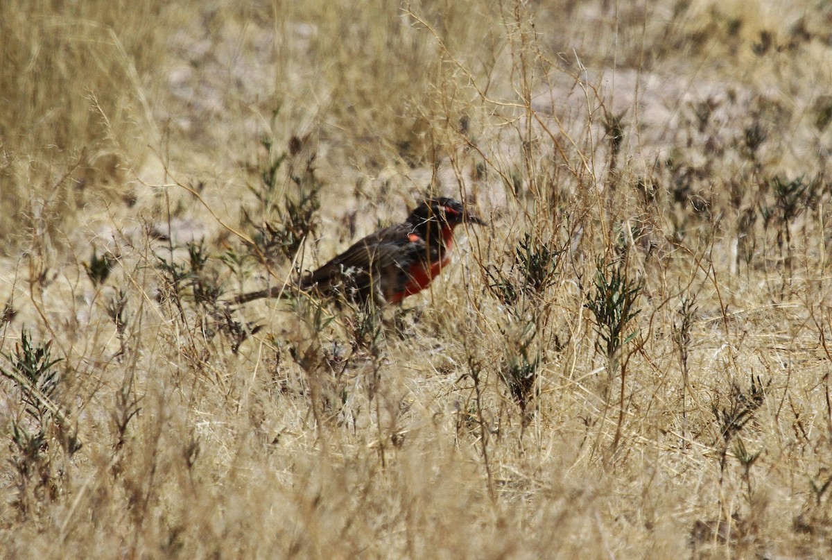 Long-tailed Meadowlark - ML616015212