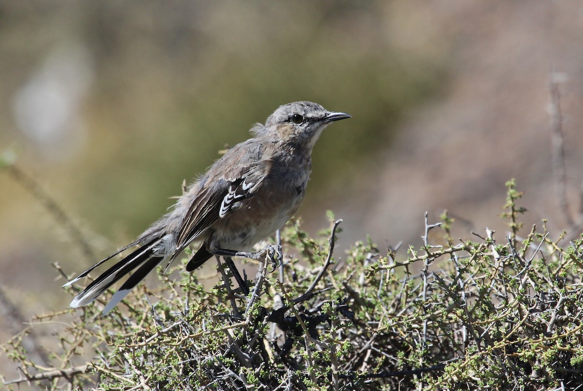 Patagonian Mockingbird - ML616015237