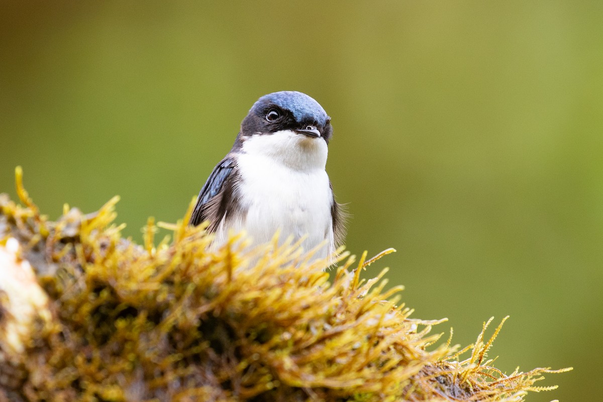 Blue-and-white Swallow (cyanoleuca) - ML616015248