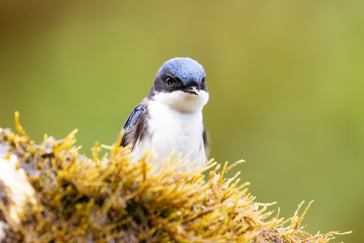 Blue-and-white Swallow (cyanoleuca) - ML616015249