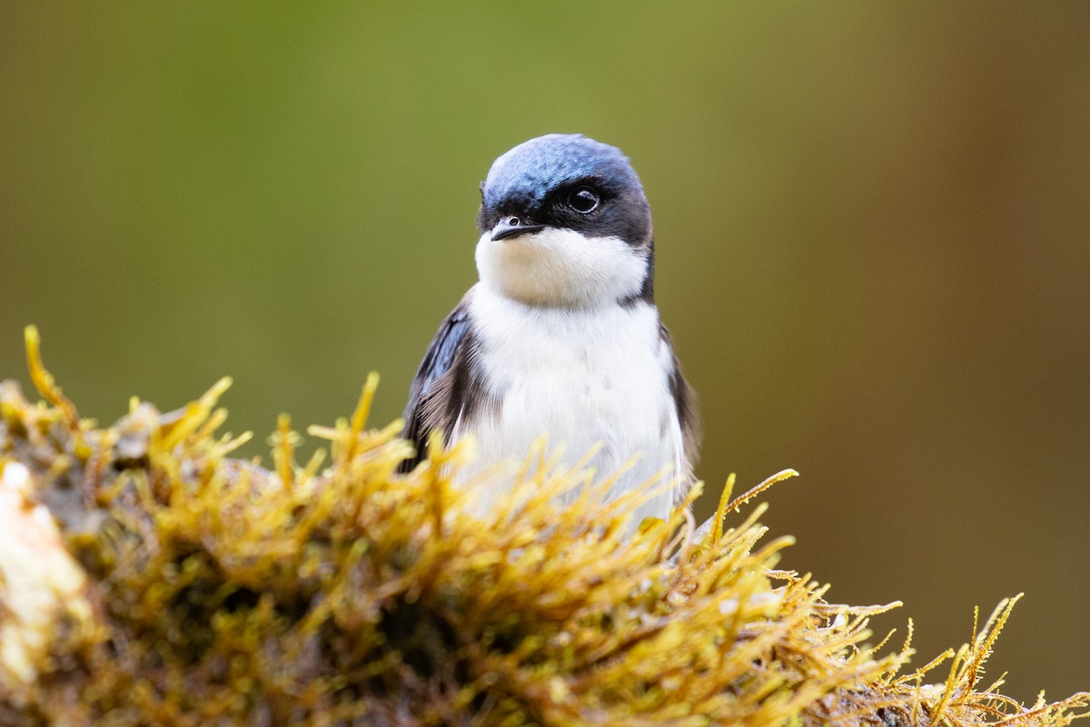 Blue-and-white Swallow (cyanoleuca) - Xiaoni Xu