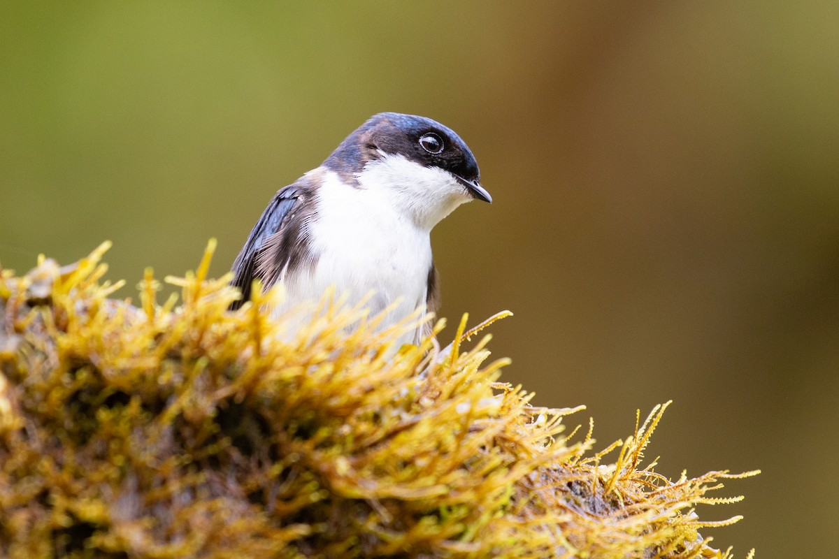 Blue-and-white Swallow (cyanoleuca) - ML616015252