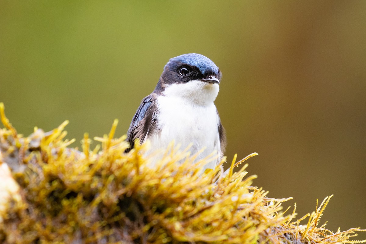 Blue-and-white Swallow (cyanoleuca) - ML616015253