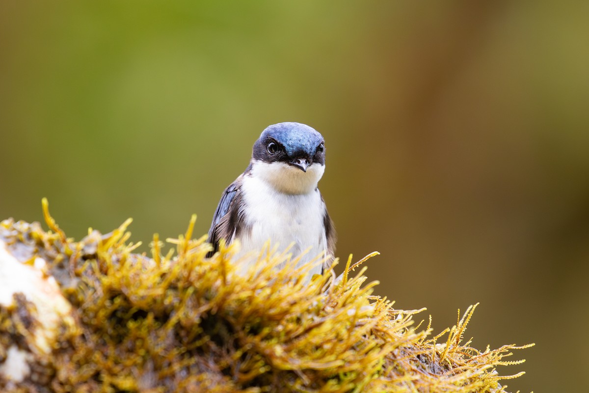 Blue-and-white Swallow (cyanoleuca) - ML616015254
