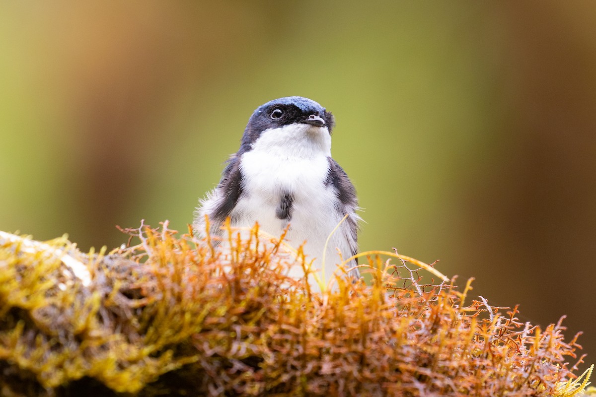 Blue-and-white Swallow (cyanoleuca) - ML616015255