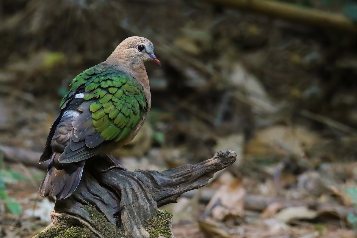 Asian Emerald Dove - Jens Toettrup