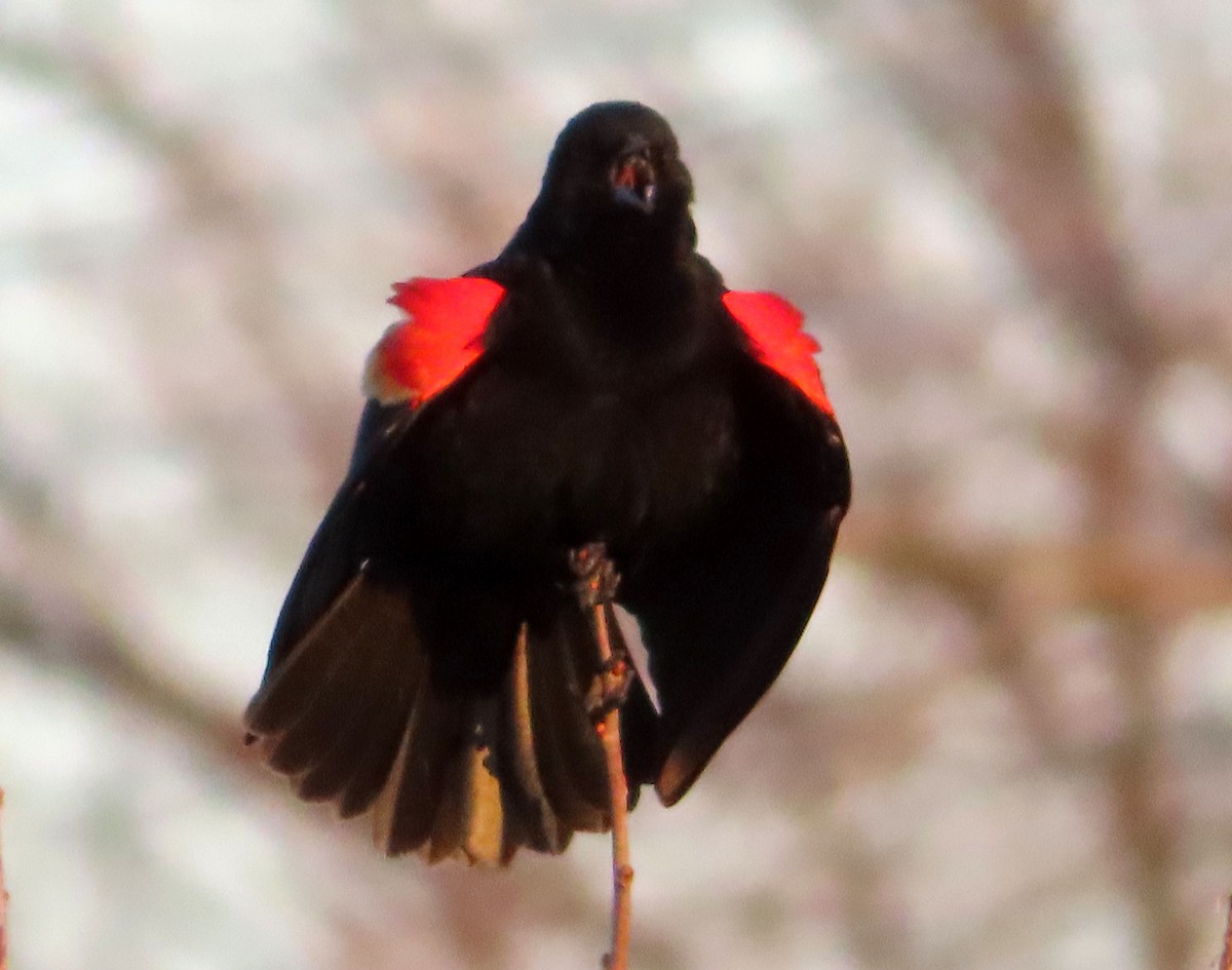 Red-winged Blackbird - ML616015379