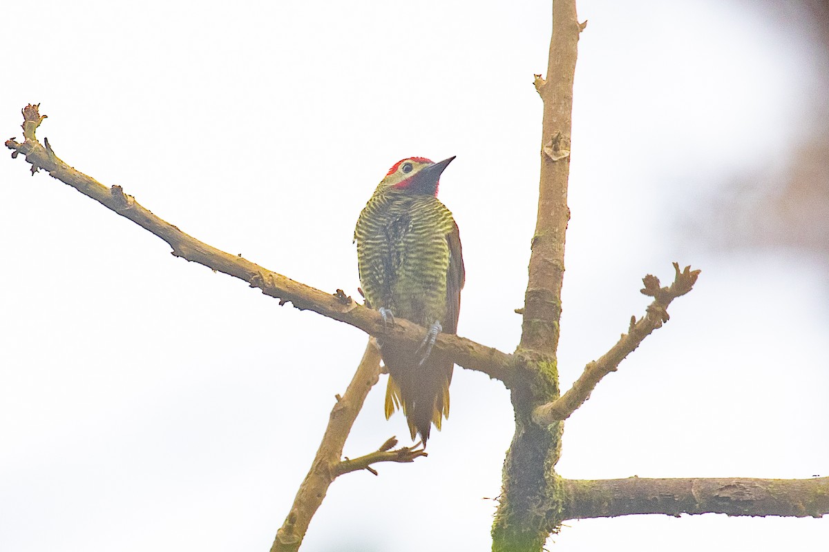 Golden-olive Woodpecker (rubripileus) - ML616015385