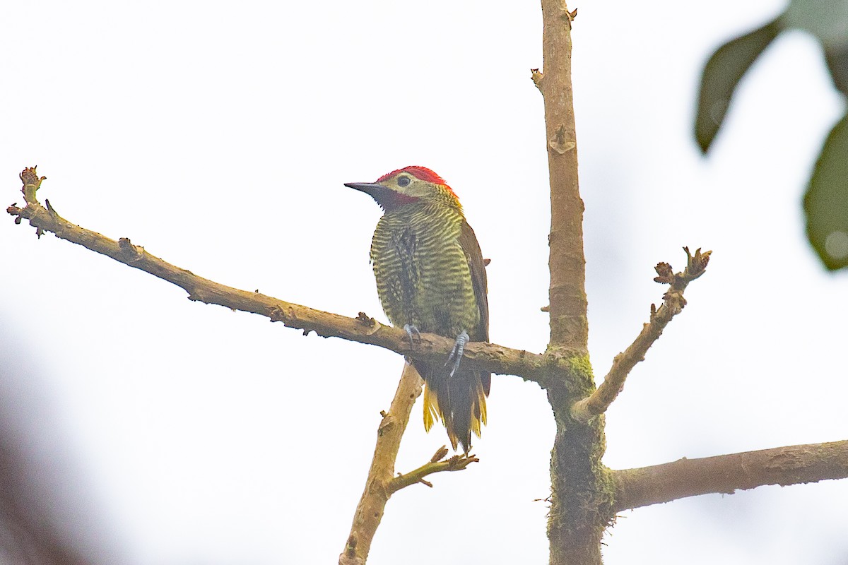 Golden-olive Woodpecker (rubripileus) - ML616015386