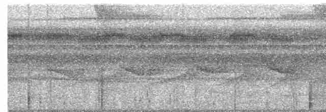 White-flanked Antwren - ML616015650