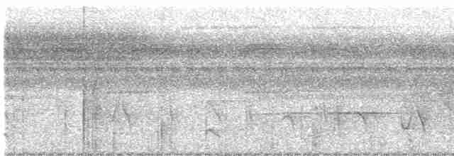 White-flanked Antwren - ML616015654