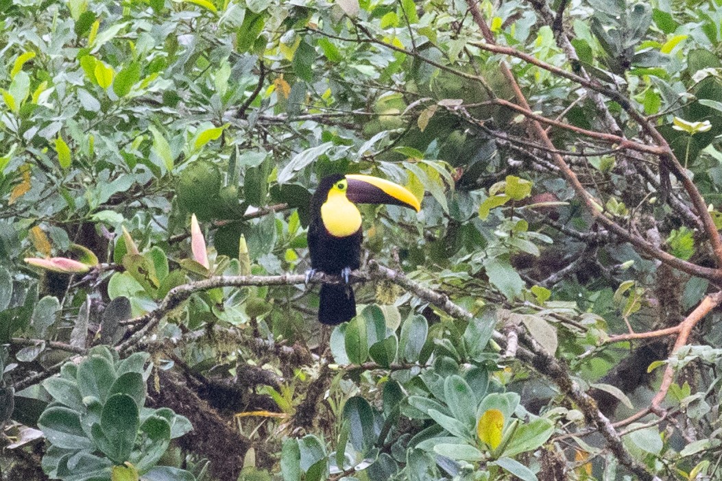 Yellow-throated Toucan (Chestnut-mandibled) - ML616015682