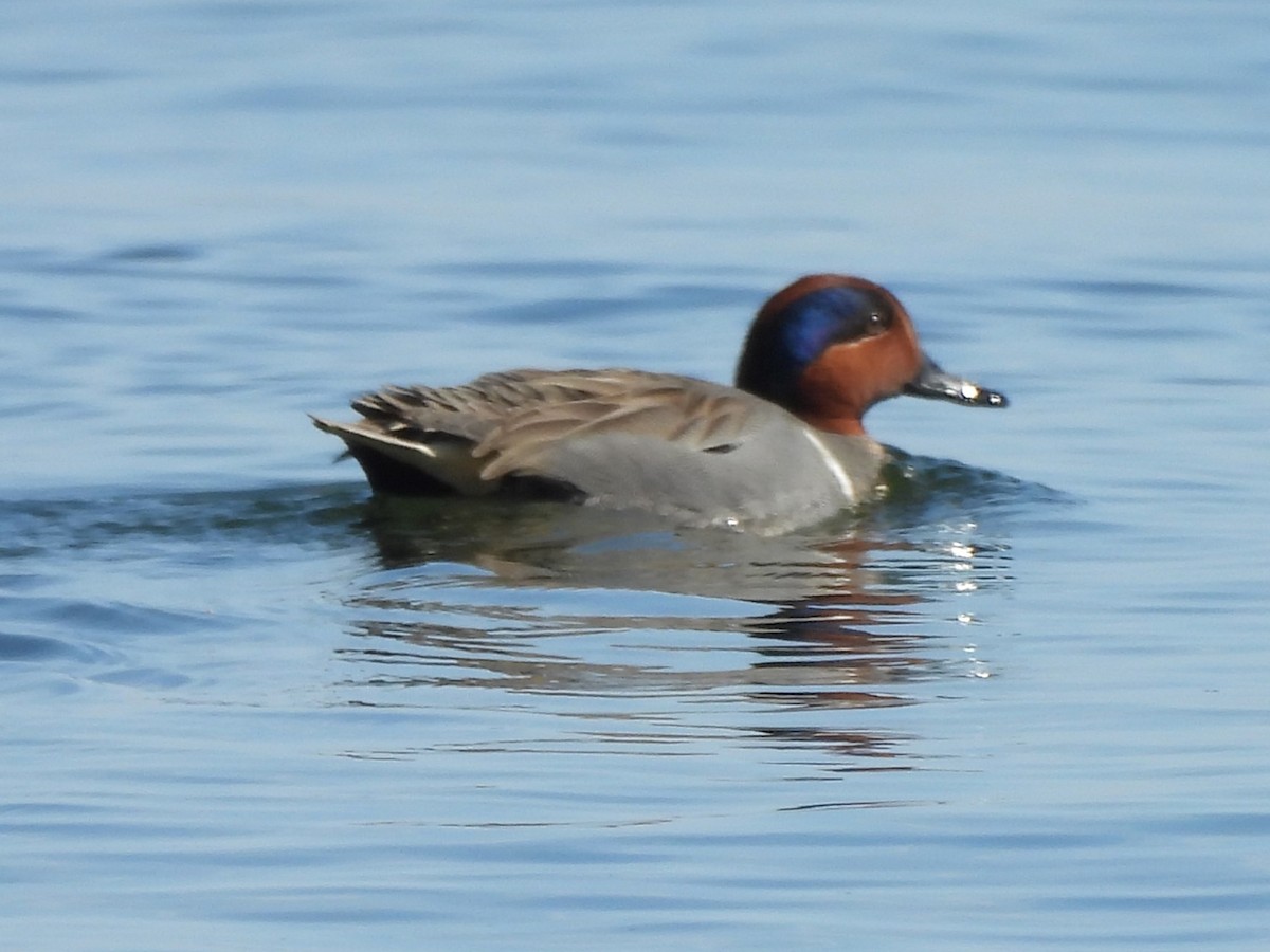 Green-winged Teal - ML616015794
