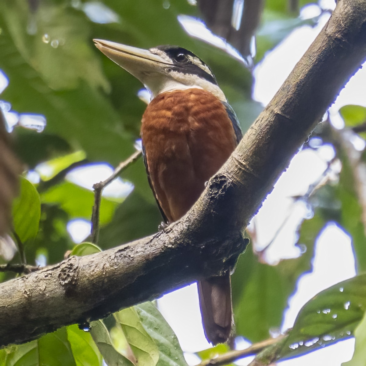 Rufous-bellied Kookaburra - ML616015971