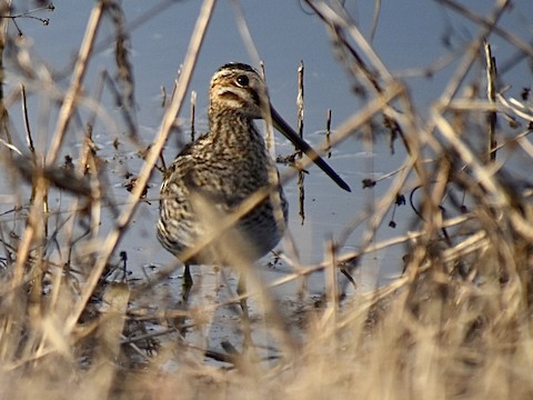 Sandhill Wetlands