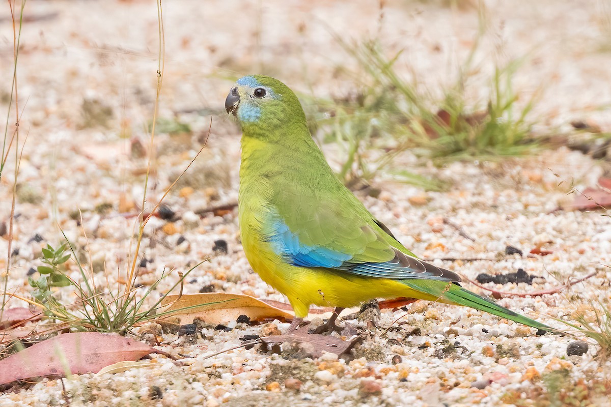 Turquoise Parrot - ML616016115