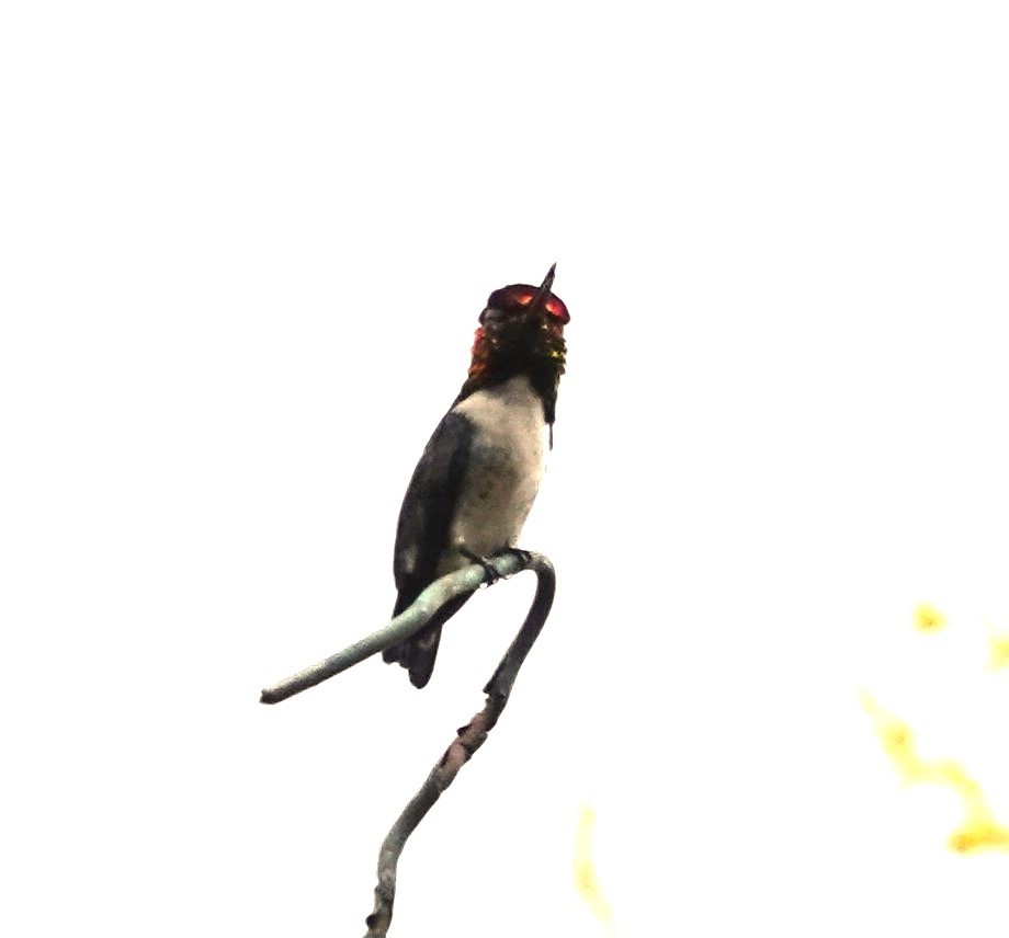 Bee Hummingbird - ML616016288