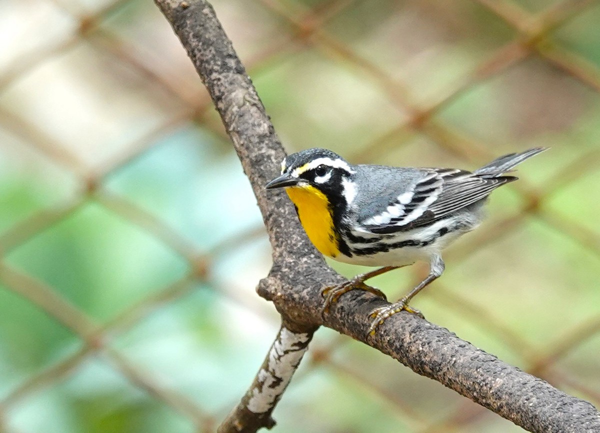 Yellow-throated Warbler - ML616016324