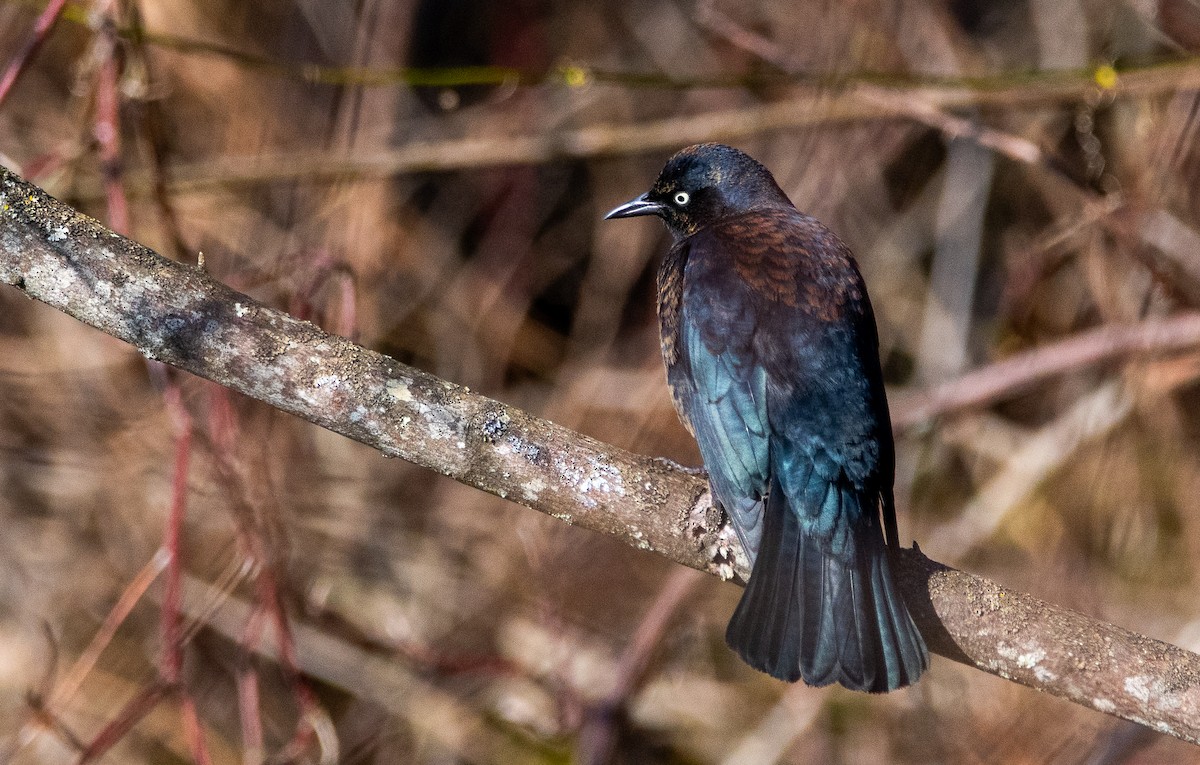 Rusty Blackbird - cynthia mullens