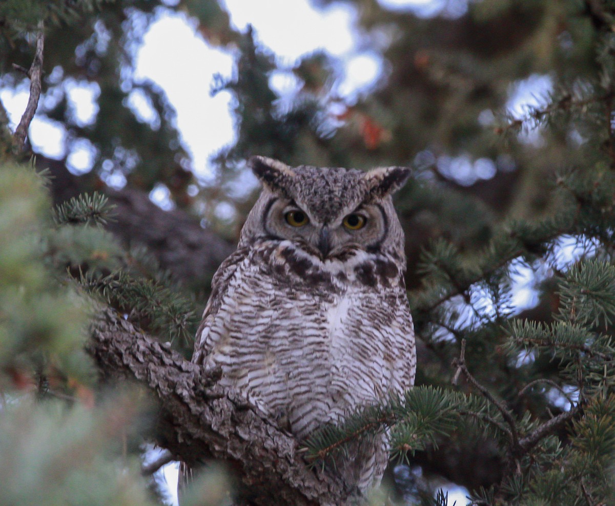 Great Horned Owl - holden green