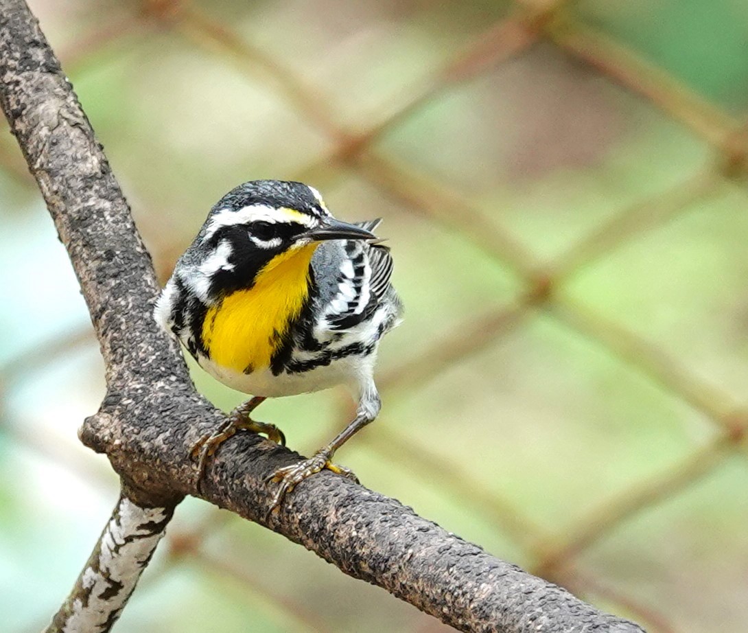 Yellow-throated Warbler - ML616016551