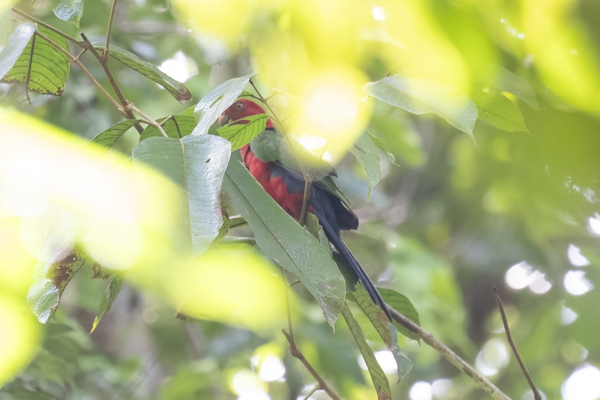 Maluku Kral Papağanı - ML616016621