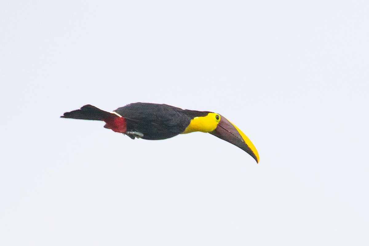 Yellow-throated Toucan (Chestnut-mandibled) - ML616016671