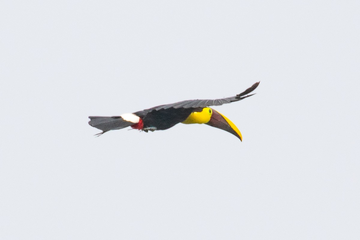 Yellow-throated Toucan (Chestnut-mandibled) - ML616016672