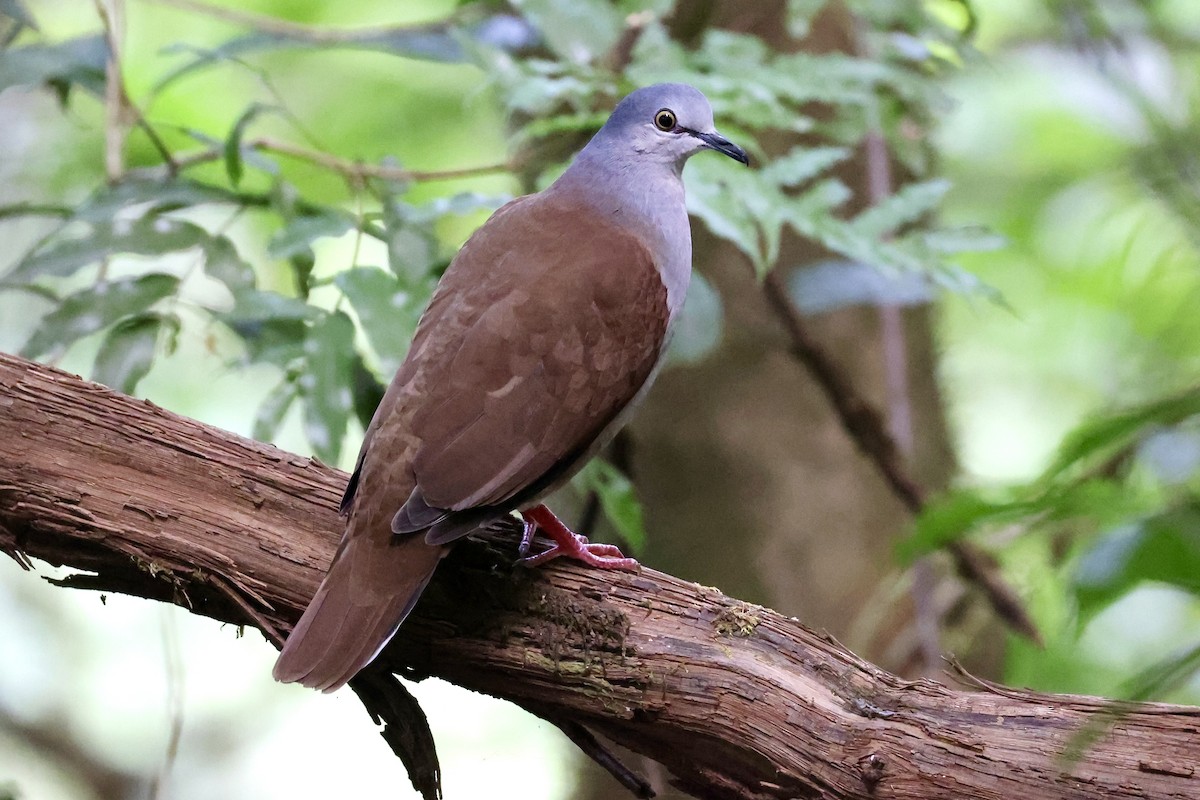 Gray-headed Dove (Brown-backed) - Jonathan Slifkin