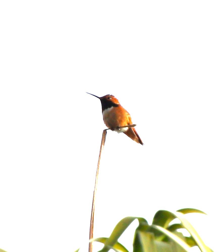 Allen's Hummingbird - ML616016693