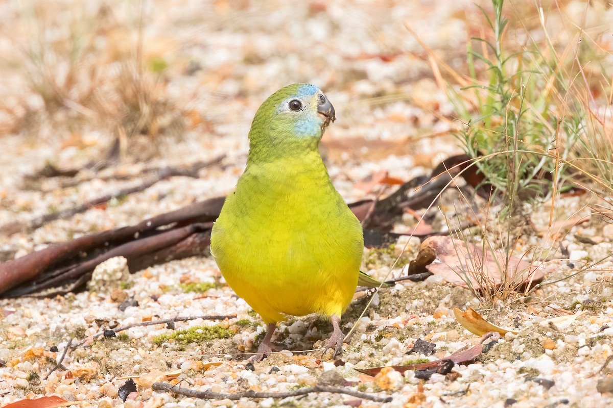 Turquoise Parrot - ML616016779