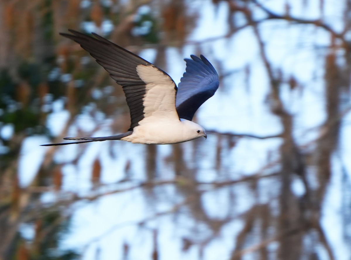 Swallow-tailed Kite - ML616016801