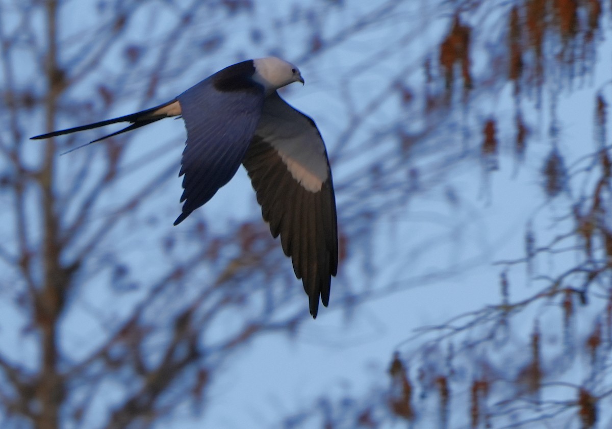 Swallow-tailed Kite - ML616016854