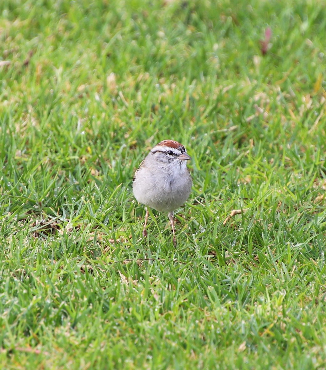 Chipping Sparrow - ML616016957