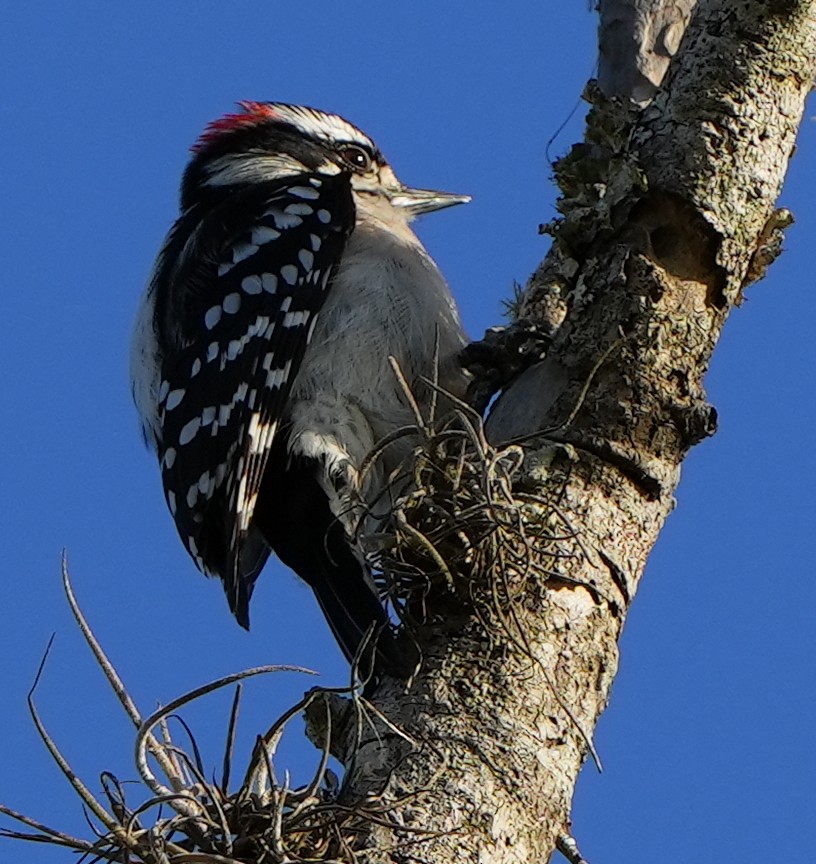 Downy Woodpecker - ML616017098
